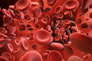 Sistem Peredaran Darah pada Manusia | Materi IPA Kelas 8