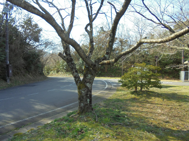 春のむきばんだ史跡公園の桜の木