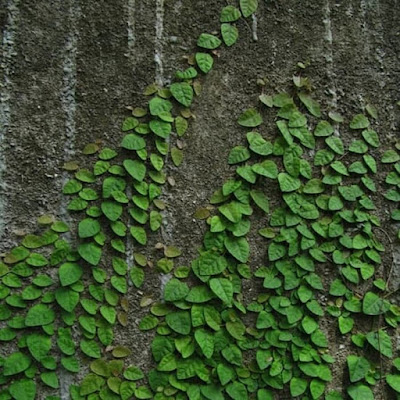 vega-green facade