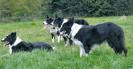 CAMnSAM Border Collies