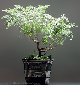 Artemisia Powis Castle bonsai (dwarf wormwood)
