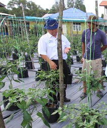 Anim Agro Technology: CILI FERTIGASI vs JAGUNG