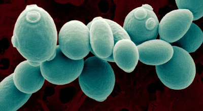 Saccharomyces cerevisiae salah satu jamur mikroskopis