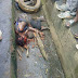 HOW UNA SEE AM: See why a Lady Was Burnt to Death In Ikorodu