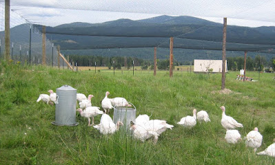 Turkey farming