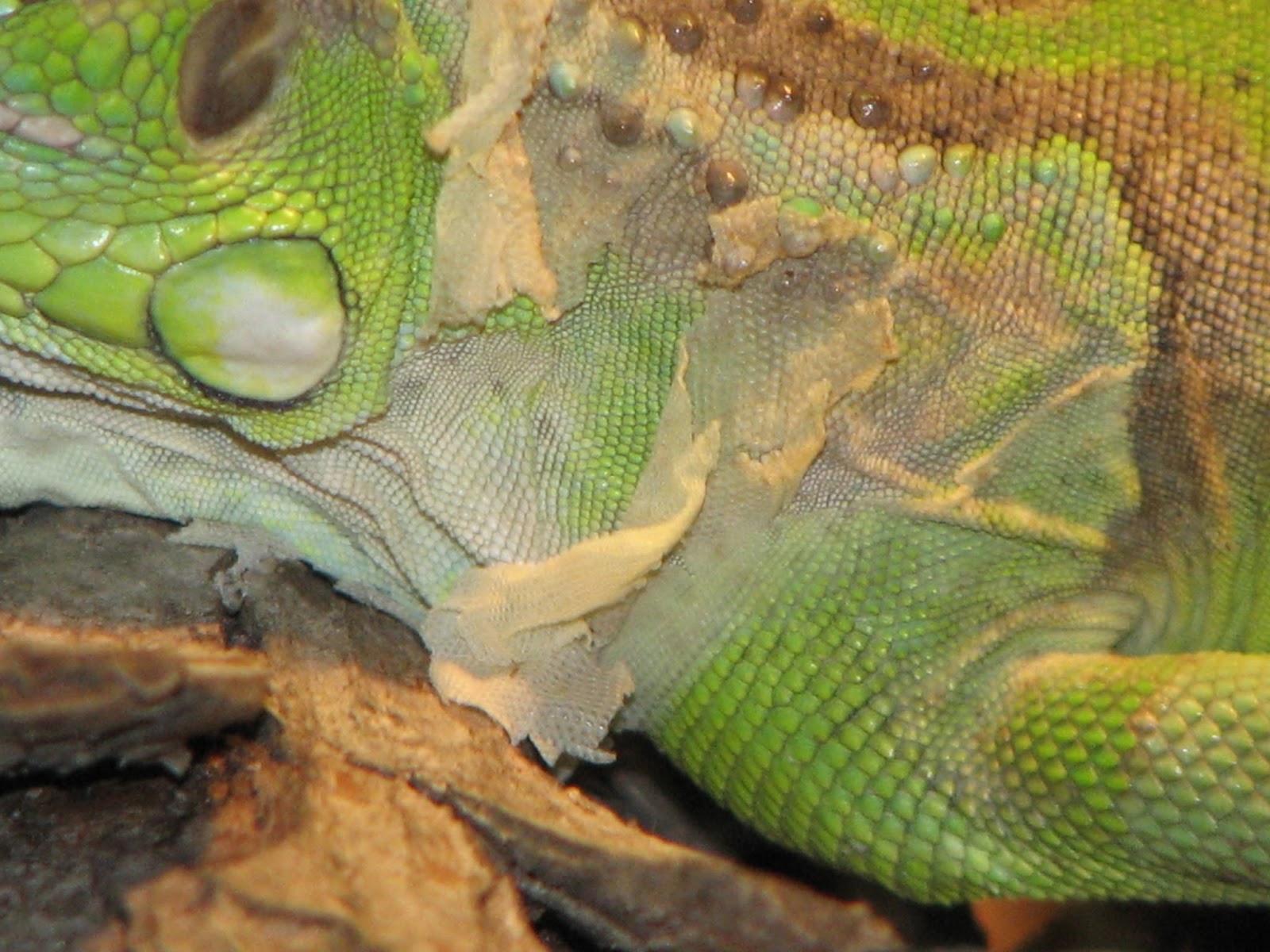 iguana pelangi