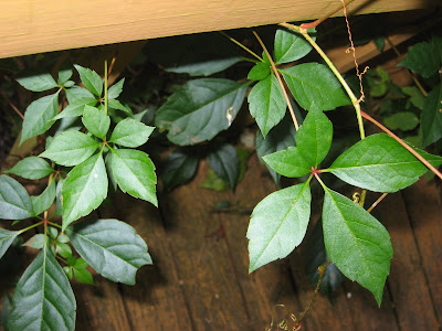 large poison ivy vine. poison ivy vines on trees.