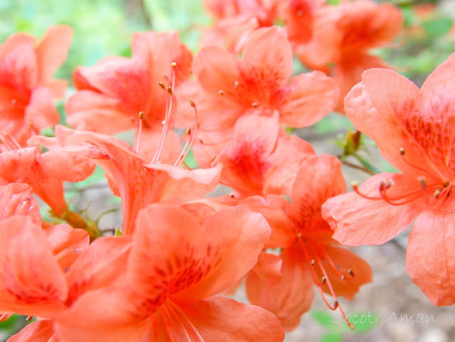 Rhododendron kaempferi