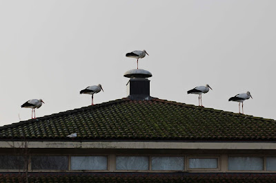  Earrebarre - Ooievaar - Ciconia ciconia