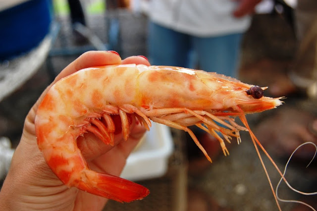 Langostinos de Sanlúcar preparados por Casa Bigote