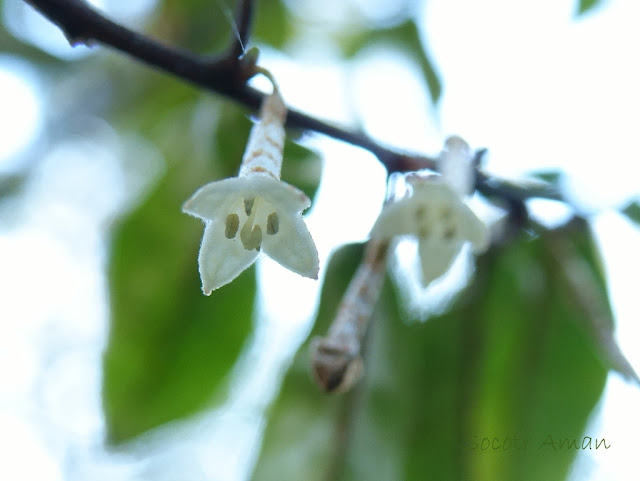 Elaeagnus glabra