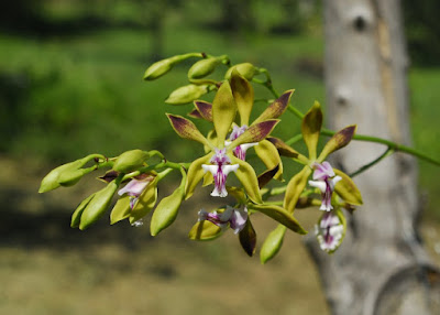 Encyclia plicata - Pleated Encyclia care