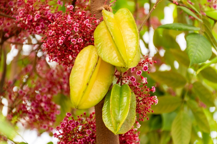 Star Fruit Can Kill Poisonous Symptoms