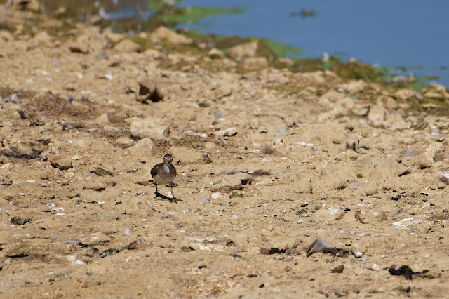 Common Sandpiper सामान्य तुतारी, टुटवार, जलरंक, सामान्य बटन (Actitis hypoleucos) RSPB Rye Meads August 2022