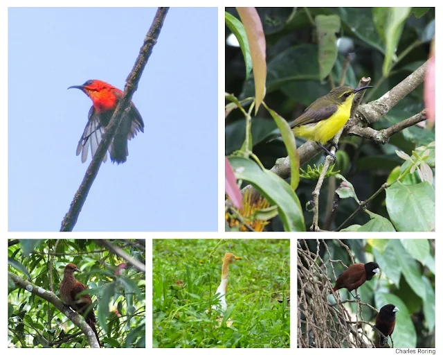 crimson sunbird, sahul sunbird, sultan's cuckoo dove, chestnut munia