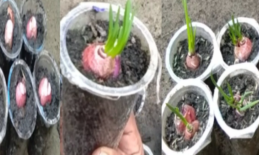 Teknik menanam bawang melalui media botol plastik istimewa