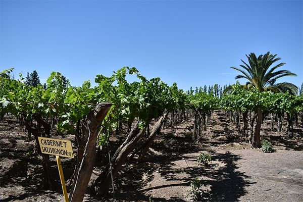 Los Caminos del Vino, Mendoza