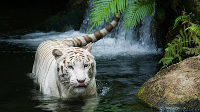 tiger in water