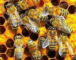 Foto de abejas trabajando en equipo