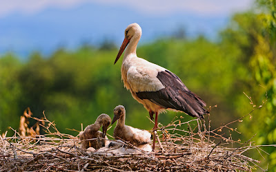 Stork