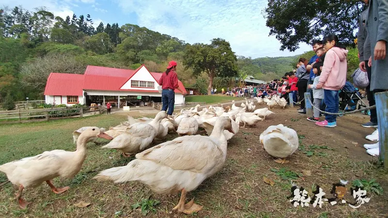 苗栗親子必訪｜可愛鴨鴨大遊行、兔寶寶、黑山羊生態區~飛牛牧場有趣互動體驗