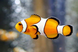 Amphiprion ocellaris