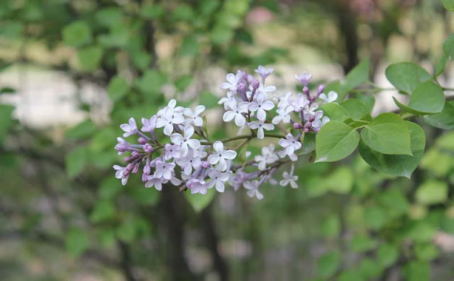 Lilac Flowers Pictures