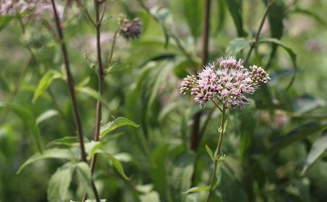 Joe-Pye Weed Flowers