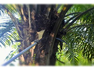 tujuan-pruning-kelapa-sawit.jpg