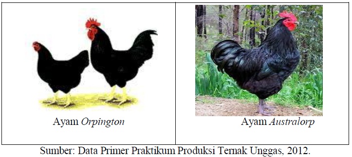 pakan ternak ayam pedaging