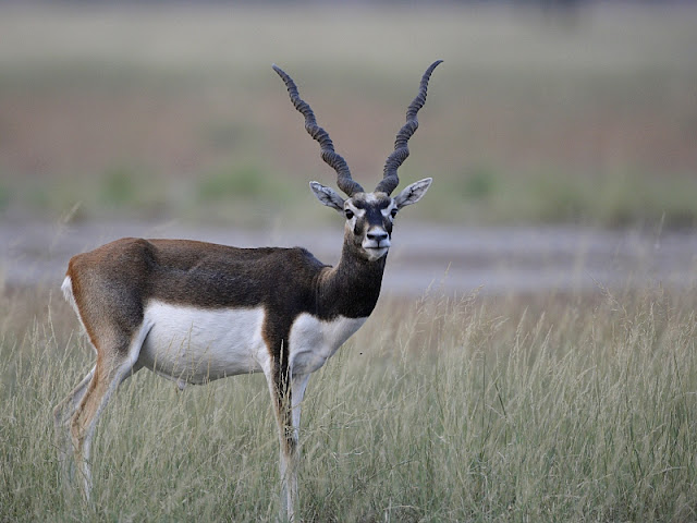 Beautiful,cute black,brown black bucks stand on beautiful long grass ground,wallpapers,pictures,images 