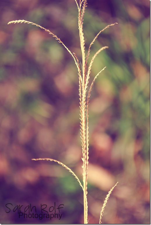 weed-in-autumn