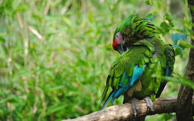 PARROT HD WALLPAPER FREE DOWNLOAD 48