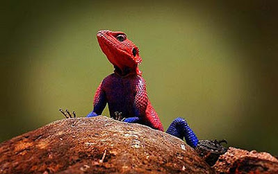 Lizard Turns Spider Man In Real Life