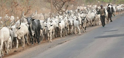 Plane Aborts Landing As Cows Take Over Owerri Airport Runway