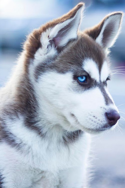 Siberian Husky Dog