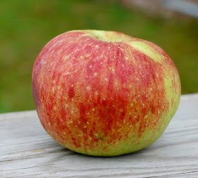 Oblate apple with partial red blush and a few bruises