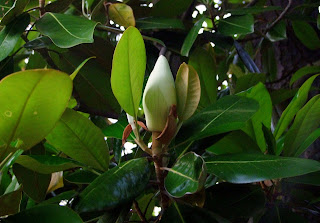 southern magnolia trees