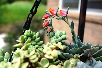 Succulents make for great additions to Xeriscaping