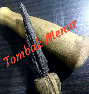 khasiat tombak menur