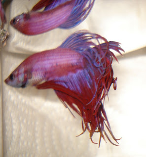 crowntail betta splenden