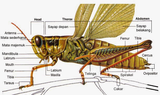 Filum Arthropoda  Info Pendidikan dan Biologi