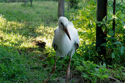 Busko - Leleka - Stork