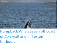 https://sciencythoughts.blogspot.com/2019/08/humpback-whales-seen-off-coast-of.html