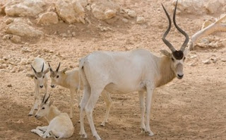 Addax, type Kijang Rare