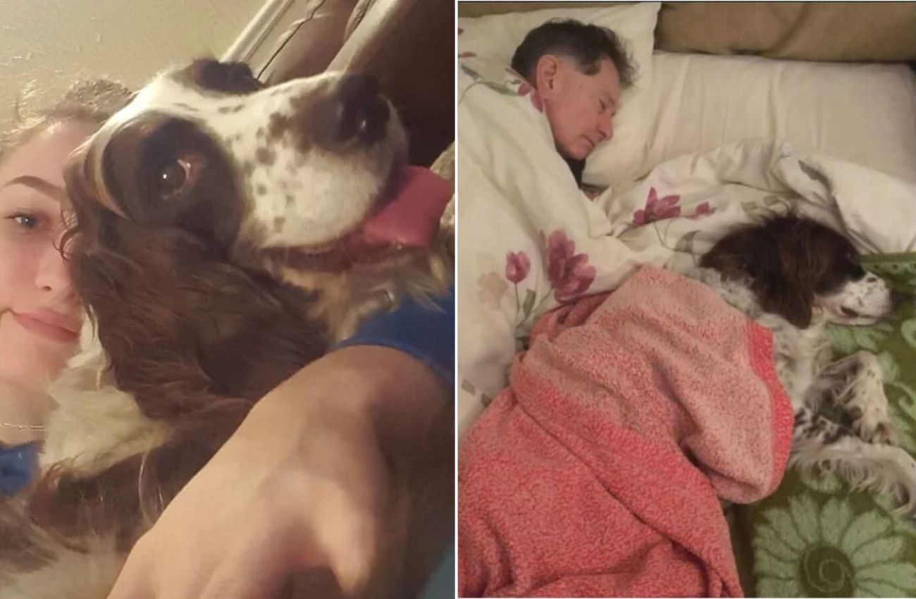 Família se revezam para dormir no sofá por causa do cachorro idoso que não consegue mais subir escadas