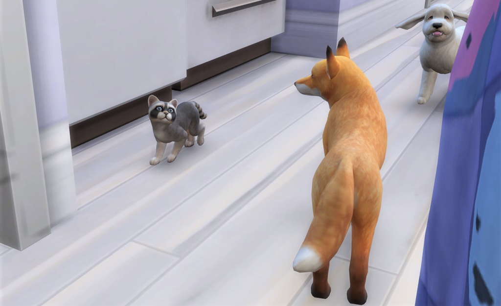 9 犬 キツネ と子猫 アライグマ がいる生活 Cats Dogs フルーツケーキに熱中 Sims4プレイ日記