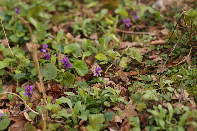 wild flowers in the church yard in spring