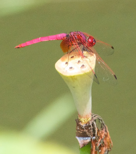 Trithemis aurora