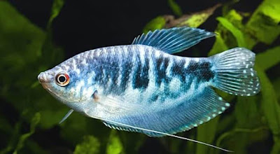 Ikan Sepat Biru